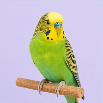 Bird products at Fish Aquarium Home